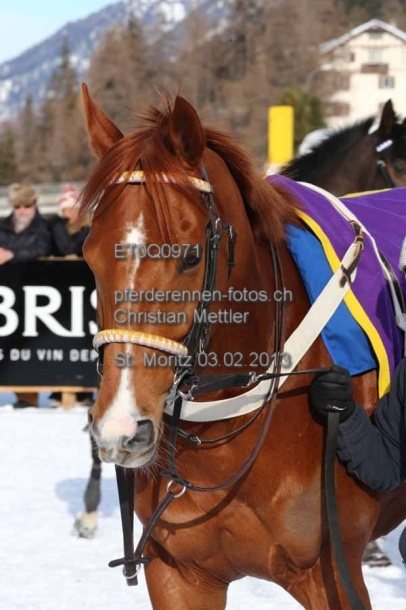 ET0Q0971 prot